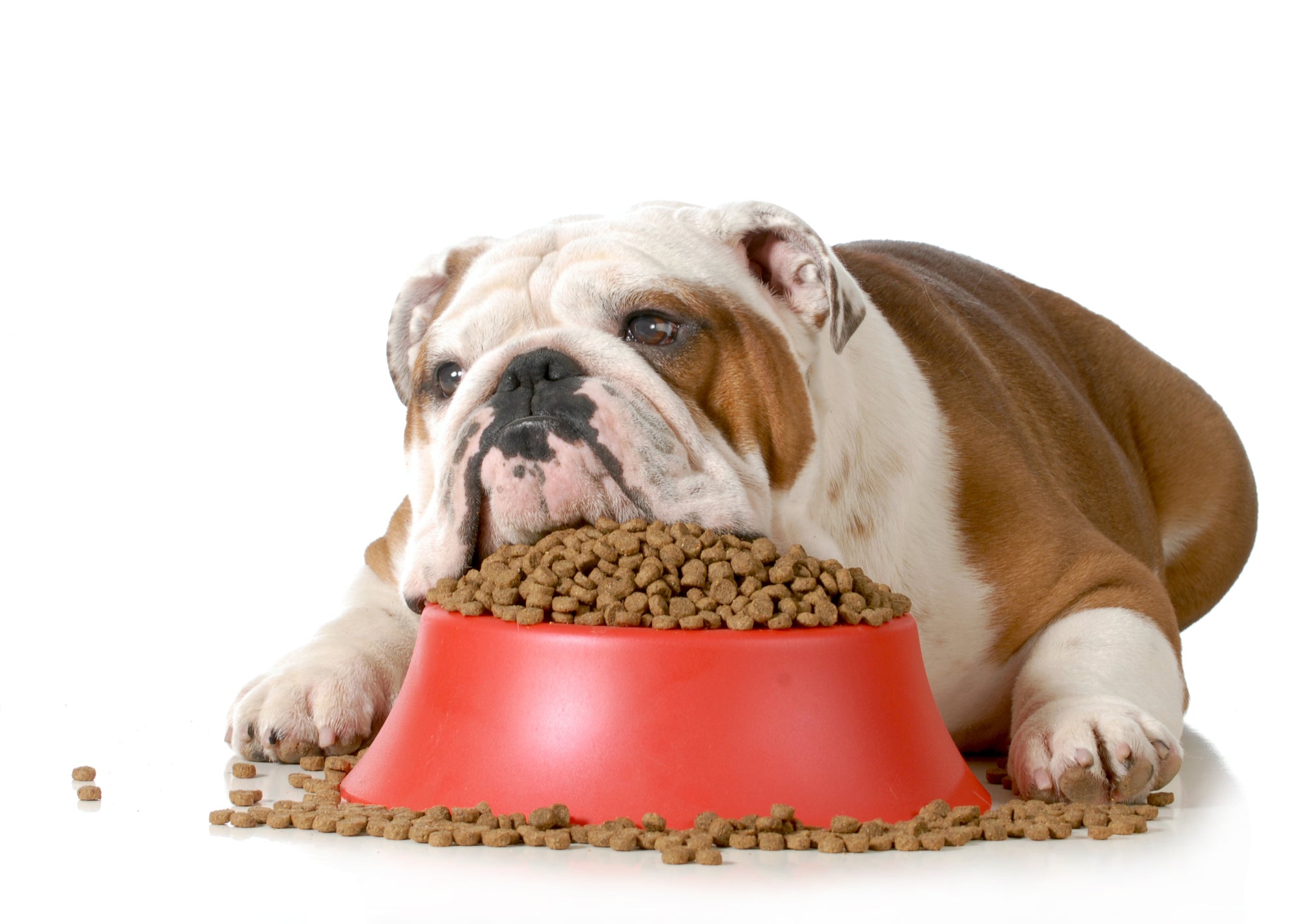 Fresh Vs Kibble